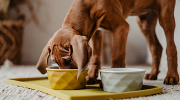 Wer seinen Hund gesund ernähren will, sollte wissen, was im Futter ist...
